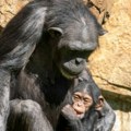 Potresna reakcija majke šimpanze Ono što radi sa svojim preminulim mladunčetom će vam izazvati suze!