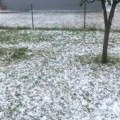 Katastrofalna posledica aprilskog mraza: U pojedinim šljivicima Srbije na stablima tek jedan do dva ploda