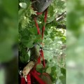 (Video) Paraglajder se zakačio za drvo, alpinisti MUP-a krenuli u akciju spasavanja; Drama u Gornjoj Trepči, krivac snažan…