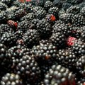 Visoke temperature uzele danak u valjevskim selima: Otkupna cena kupine 150 dinara