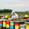 У Сомбору два конкурса за развој пчеларства вредна три милиона динара