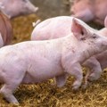 Ministarstvo poljoprivrede: Srbija odgovorno sprovodi mere protiv svinjske kuge, spremna za saradnju