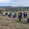 Pošumljavanje na Zlatiboru