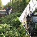 U toku je berba hmelja na bačkopetrovačkim poljima Dobri prinosi uprkos paklenom letu; Za kvalitetan hmelj otimaju se Nemci…