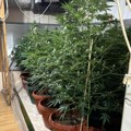Policija u Subotici otkrila dve laboratorije marihuane: Uhapšene dve osobe