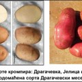 Obeležavanje Svetskog dana krompira u Srbiji