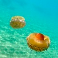 Jadran preplavljen meduzama: Snimak iz Rovinja zapanjio turiste, more vrvi od njih