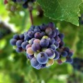 Jubilarni 95. Grožđebal u Sremskim Karlovcima - trodnevna svečanost u znaku vina i tradicije