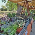 „Agro garden“ ovog vikenda u Tvrđavi: Cveće na prodaju, a sadnice bora besplatne