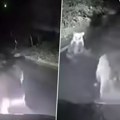 (Video) Horor na putu! Medvedica branila mladunče, pa se zaletela na automobil i demolirala ga!