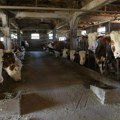 U Srbiji oko 80.000 fantomskih krava: Udruženja proizvođača mleka traže akciju od države