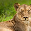 Odluka suda: Zoo vrt mora da menja imena lavova jer "vređaju verska osećanja"