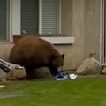 Medved provalio ljudima u kuću Ukrao je samo jednu stvar (video)
