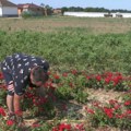 Gajići se vratili iz Švedske u svoje rodno selo: U tuđini za njih "nema života", pa u Semberiji pokrenuli ovaj biznis