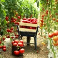 Evo koliko košta najskuplji paradajz na svetu! Cena će vas šokirati: Da li zaista ovoliko vredi?