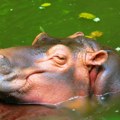 Beba nilskog konja proslavila prvi rođendan u zoo vrtu na Tajlandu Posetioci je obožavaju