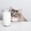 Da li mačke smeju da piju ovseno mleko? Evo šta kaže veterinarka