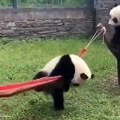 Dve džinovske pande vraćaju se u Kinu posle 13 godina u zoo vrtu u Francuskoj