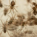 Porodica otkrila da je živela sa 2.000 paukova u kući: Mnogi su bili otrovni, a jedna stvar šokira naučnike