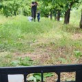 "Prva berba" Pevač pokazao imanje nadomak Beograda: Odveo sina u voćnjak, pa pokazao kako je rodila trešnja (foto)