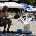 GUSKA VAJA POSTALA HIT NA PLAŽI U GRČKOJ: Ima svoj bazenčić, a sa vlasnicom ulazi i u more (FOTO)