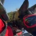 Ikona je kod Uba pronašla nestalo dete, a sada je otišla na takmičenje spasilačkih pasa u Peking