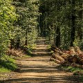 Naloženo sakupljanje šumskog semena za obnovu Deliblatske peščare