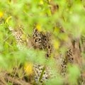 Optička iluzija koja je mnoge namučila: Da li možete pronaći leoparda na slici