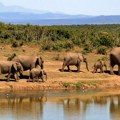 Najmanje 100 slonova uginulo u nacionalnom parku Zimbabvea zbog suše
