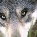 Boja očiju pasa se promenila zbog pripitomljavanja, naučnici objasnili zašto