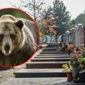 Divlji medved upao na sahranu Nastao opšti haos, jedino pokojnik nije pobegao
