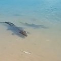 Dramatičan trenutak borbe na plaži Krokodil i ajkule se potukli oko teritorije, evo ko je izvukao deblji kraj! (video)