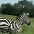 Uhvaćena odbegla zebra u zoo vrtu: Evo kako je pobegla - detalji incidenta u kome su povređena devojčica (2), njen otac i…