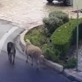 Neobična družina prošetala ulicom: Ovca se izgubila iz stada, pas došao da je "sprovede" (video)