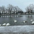 Na Starom jezeru u Kikindi više od 20 labudova