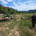 Ponos sela Gradac: Dok mladi beže u gradove, ova devojčica i njen deda Ante čuvaju pravo hercegovačko blago