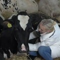 "One idu u miraz": Mlada Sofija vodi farmu koja broji 450 grla, svaku kravu zna po imenu i šari