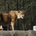 Šok u zoo-vrtu u Zagrebu: Lav napao i ubio lavicu pred očima radnika, traži se hitna istraga