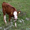 Spašeno tele koje je osam dana kružilo oko uginule krave kod Biograda: Meštanin danima donosio vodu i zvao sve institucije