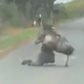 Snimak koji morate pogledati: Čovek pokušavao da savlada odbeglu životinju, ali nije znao sa kim ima posla (video)