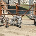 Četiri zebre u SAD pobegle iz prikolice: U spasavanju pomogao jahač rodea