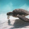 Meksička vlada evakuiše čak i jaja morskih kornjača sa plaža uoči uragana Beril