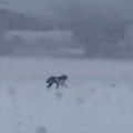 Devojka sa Balkana izgubila psa na aerodromu u Parizu, pa digla Francusku na noge: Zbog ovoga čak i žandarmerija ne uspeva da…