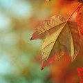 Sutra ujutro po kotlinama magla, tokom dana umereno oblačno