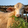 Veronika, pametna krava koja je zbunila naučnike VIDEO