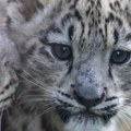 Tromesečno mladunče snežnog leoparda uspavano u Škotskoj zbog neizlečive bolesti