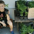 Mali Pančevac predano gajio biljčicu u bašti, za džeparac prodaje njene plodove: Bolji "biznis" od limunade