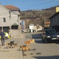 PROPAO TENDER – Azil za pse lutalice u Novom Pazaru nema ko da gradi