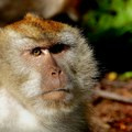 Sprema se gradnja „grada majmuna“ – utočište za 30.000 životinja za medicinska istraživanja