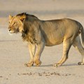 Lav ubio čuvara zoo vrta: Devet godina je brinuo o njemu, a onda je napravio jednu kobnu grešku
